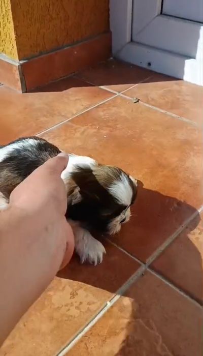 Shih tzu      t a l i e      m i c a