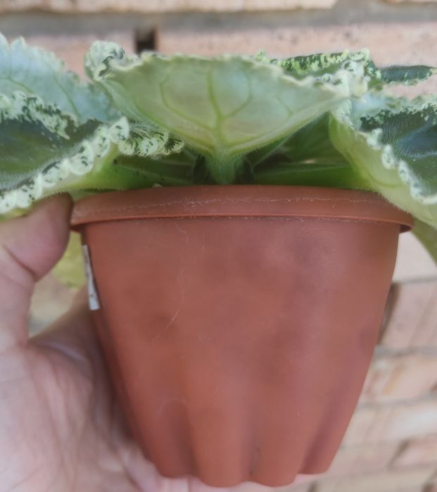 Продам сортовую фиалку