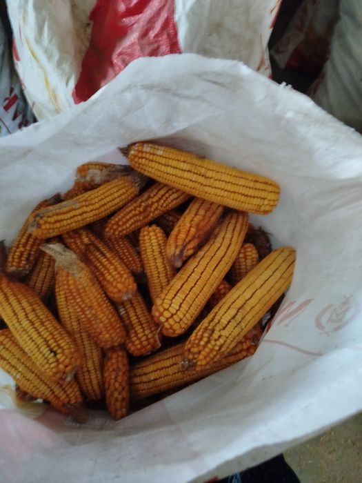 Makkajoʻxori sõtasi