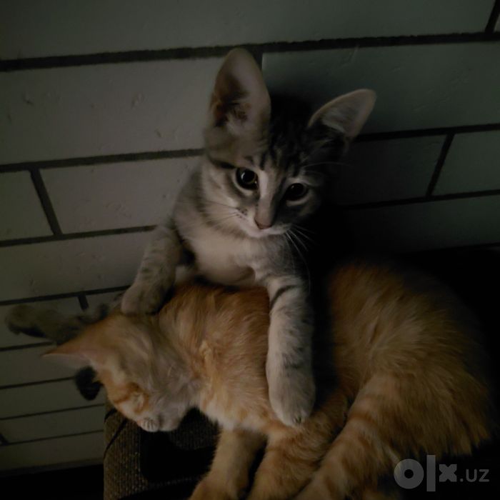Отдаю котят в хорошие руки!