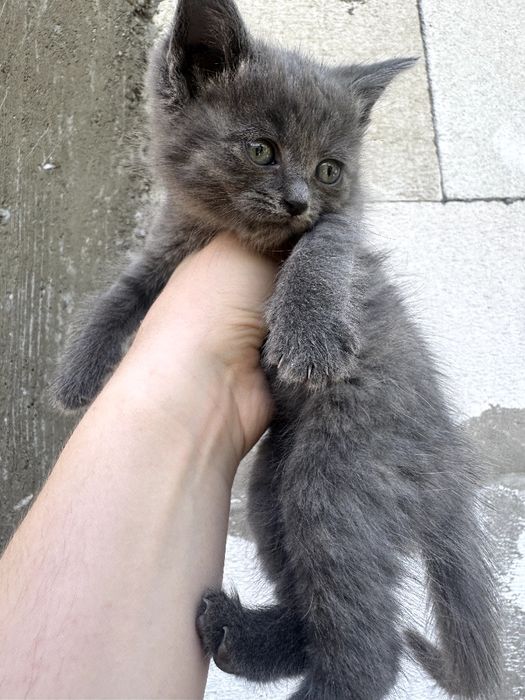 Котята отдам в хорошие руки