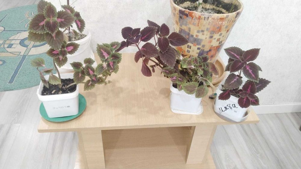 Продам комнатные цветы