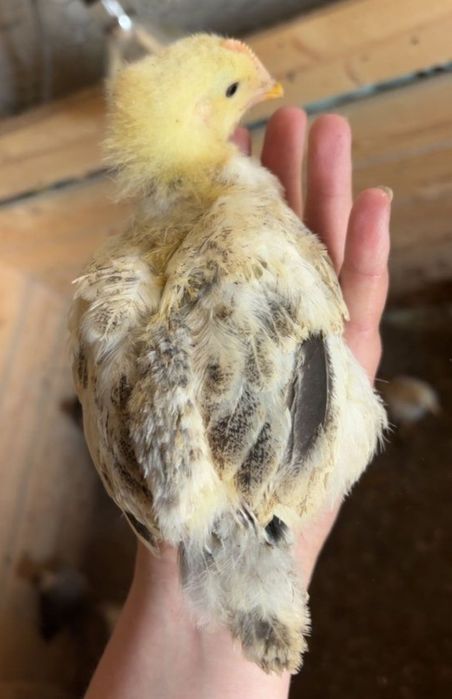 Vând pui de găină