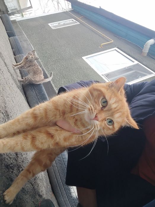 Отдам кошек и котов