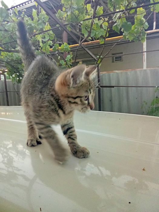 Котенок ручной игривый, мальчик