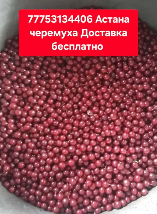 Черемуха ягоды жидектер