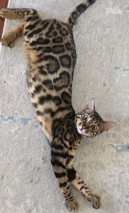 Бенгальская кошка