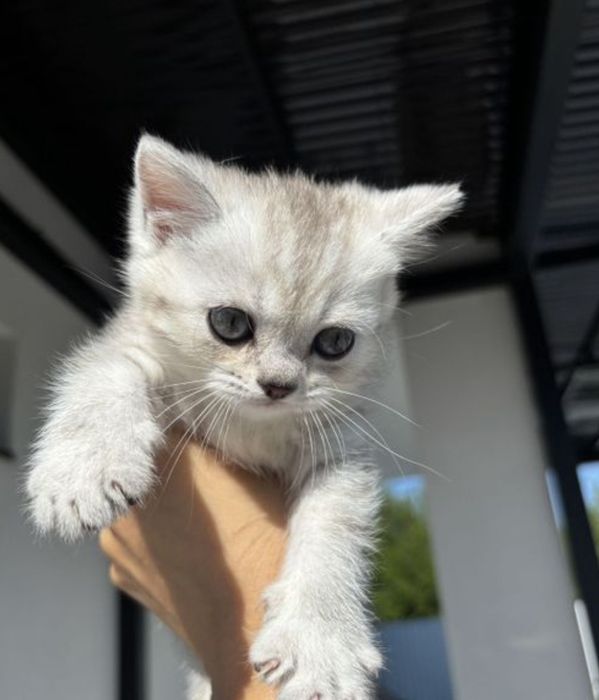 Мальчики шиншиллы 1.5 мес