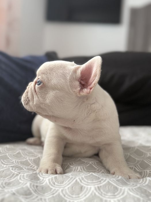 Bulldog francez pedigree
