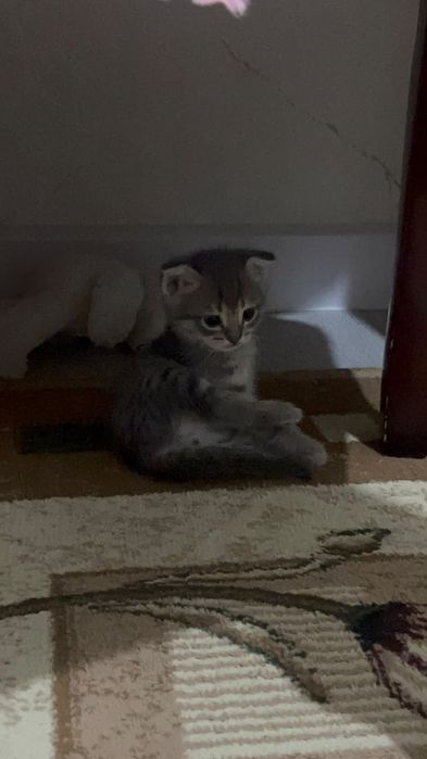 Котята девочки две белые одна серая