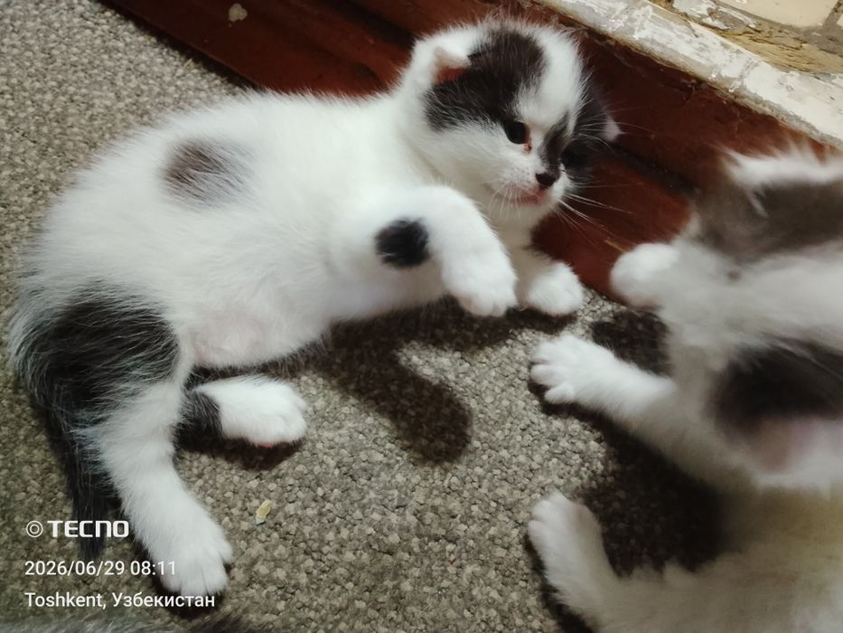 Вислоухие котята