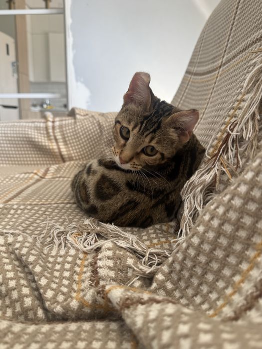ищем кота на вязку бенгала