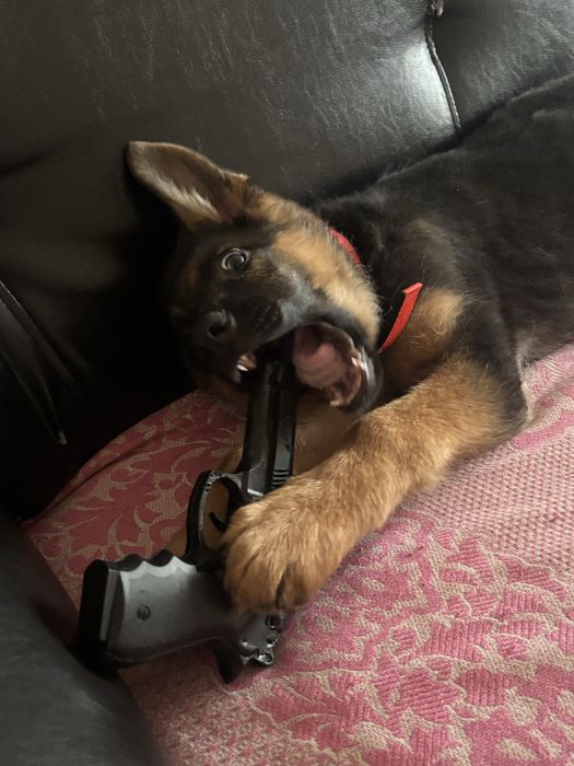 Немецкая овчарка, щенок