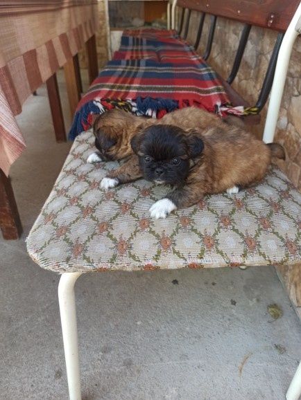 Пекинез бебета малки