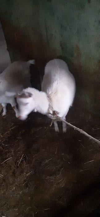 Козы молодые  Заилинские