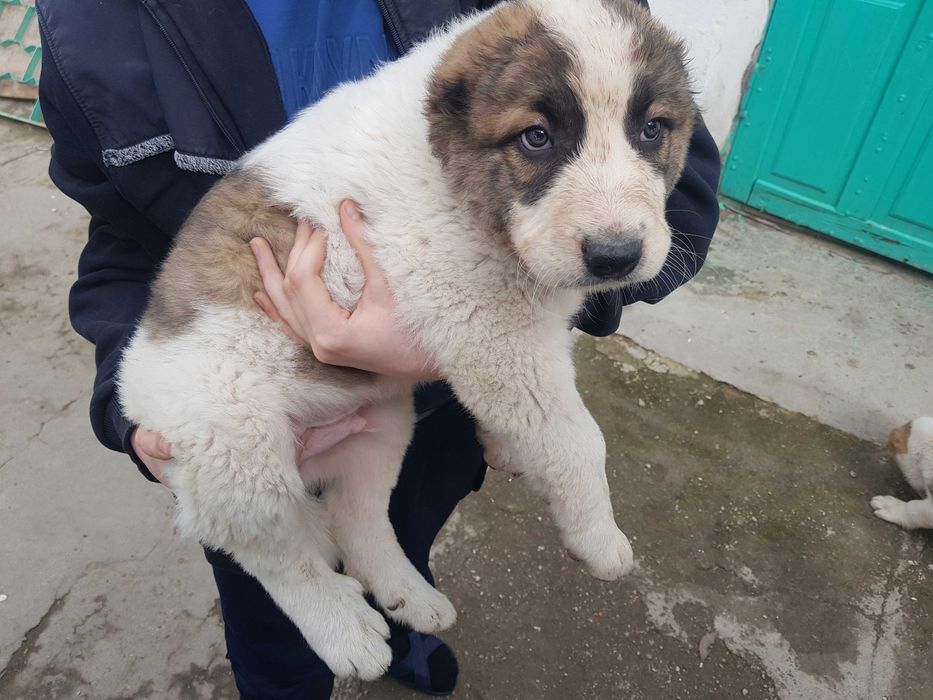 Алабай  (САО) щенок