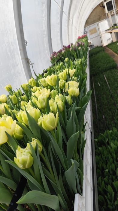 Тюльпаны отборного качества 350 -450 тг