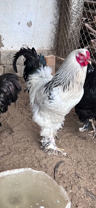 Брама жас қораздары