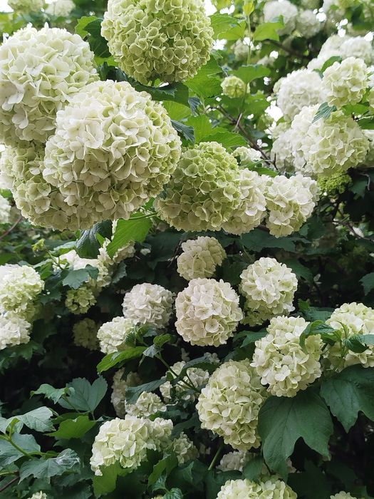 Цветы бульданежь