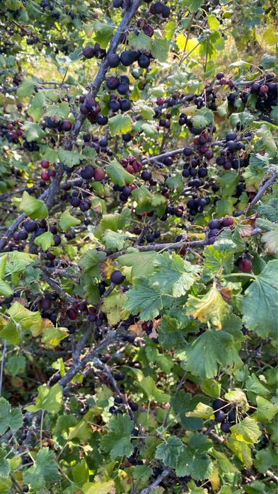 Vand agris negru