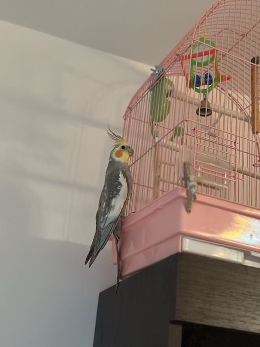 Vand nimfa cu tot cu cusca