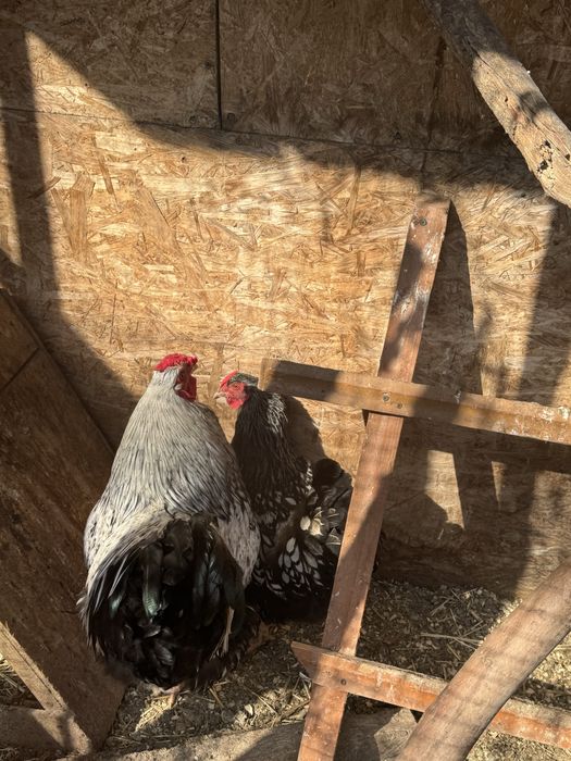 Виандот серебро петух и курица