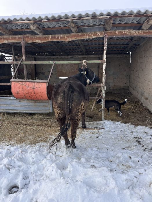 Сиыр семіз 6 ай болды турганна