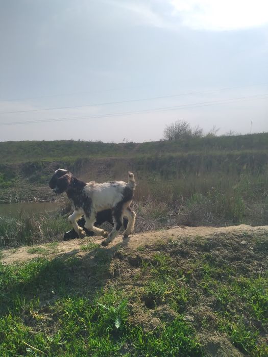 Nubin uloqlar sotiladi