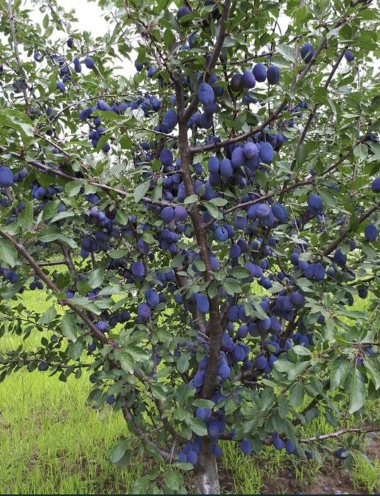 Яблони сливы Груши