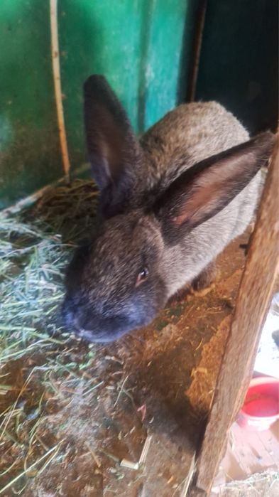 Қояндар сатылады 11 шт