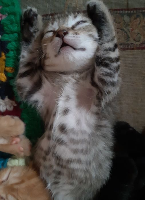 Котята мальчики второй месяц