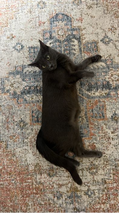 Кошечка в добрые руки