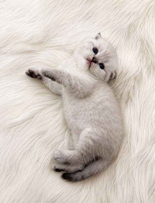 Mushuk scottish fold