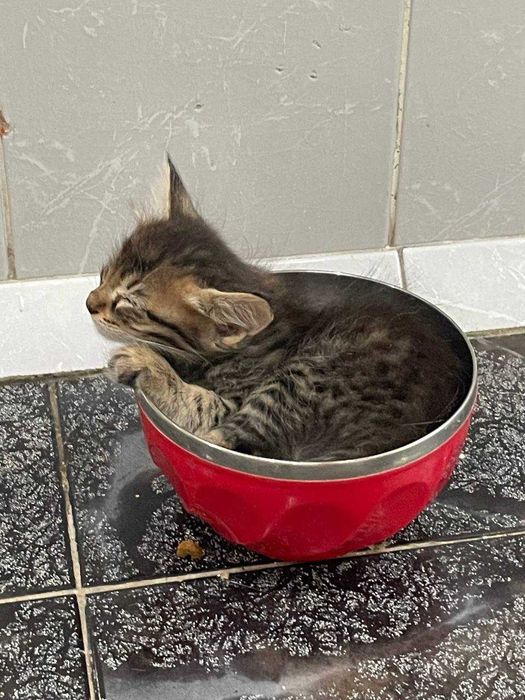 милые серые котята даром