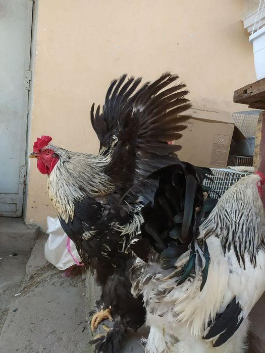 Брама питух. Brama xo'roz