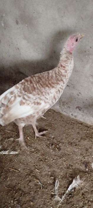 Продам молодых индюков самцов