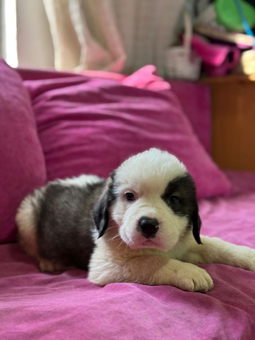 Малыши сенбернара