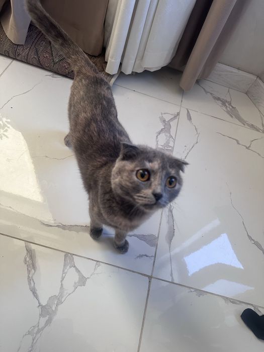 Шотландский кошка