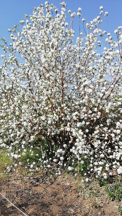 Продам саженцы вишни