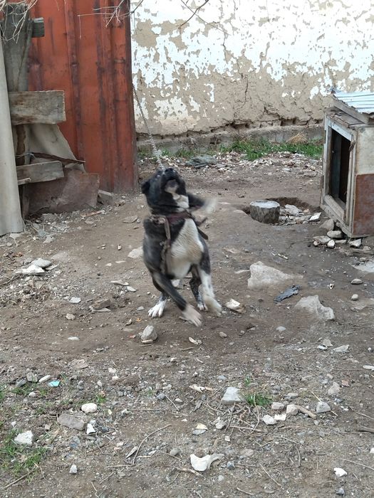 АЛАБАЙ 1 -  Жасар