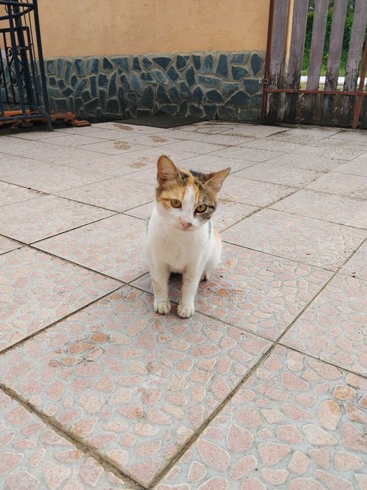 Подарявам две котки