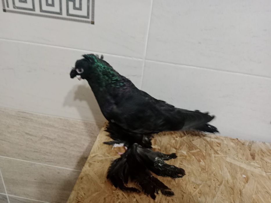 Продам   голубей