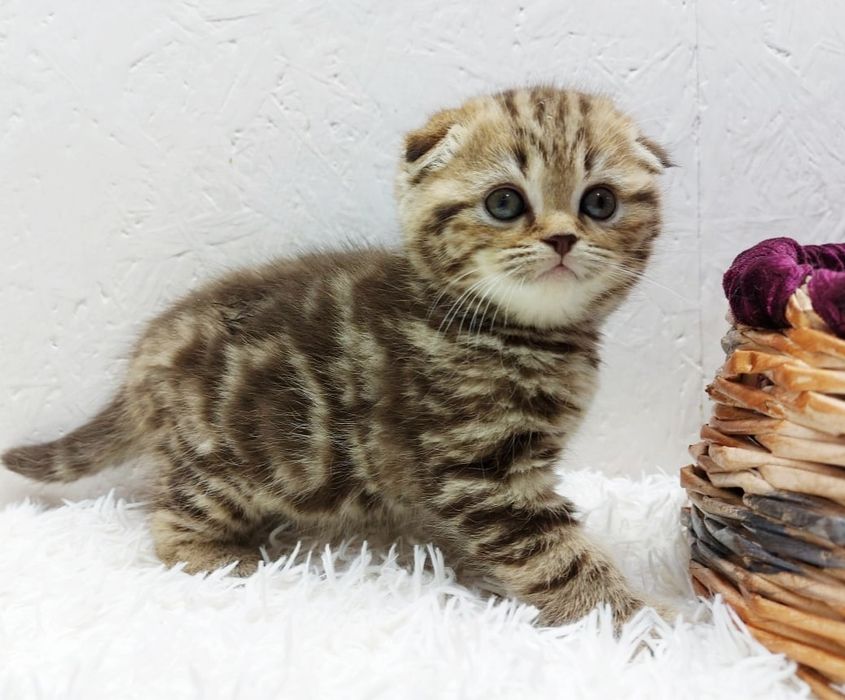 висЛоуХие ШотЛанДские