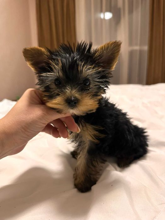 Женско мини йорки