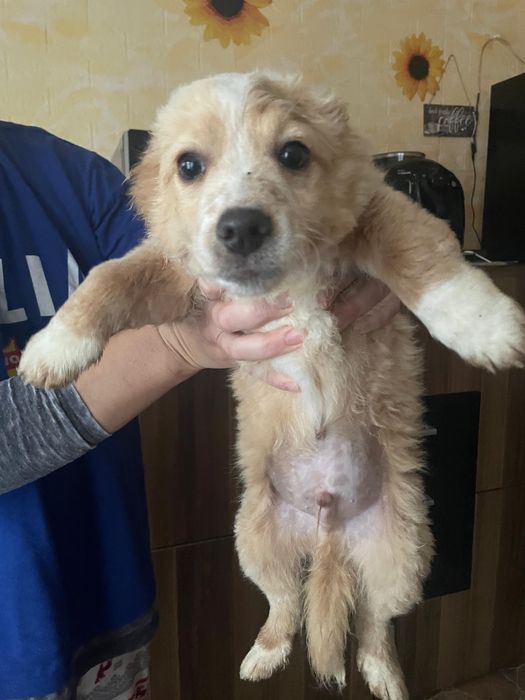 Donez pui de cățeluși