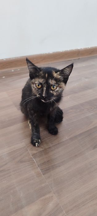 Uy Mushuklari sotiladi