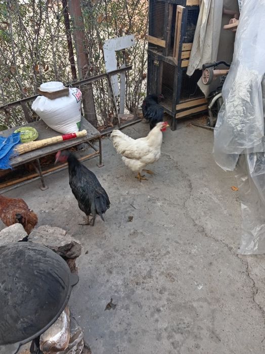 Tovuq. Horozlar sotiladi