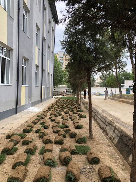 Газон !!! Оптовые цены с гарантией и качеством