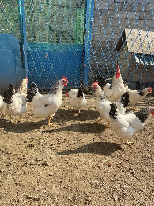 Цыплята Адлер серебристый.