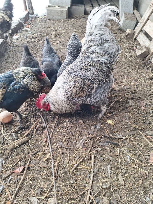 Петух хорошый, красивый